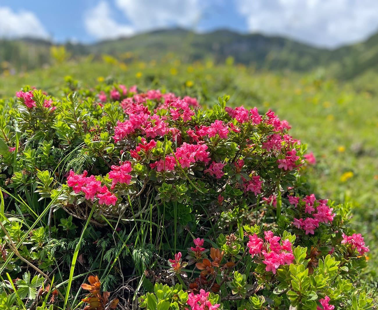 Blühende Alpenrosen im Frühling im Wandergebiet Zauchensee im Salzburgerland